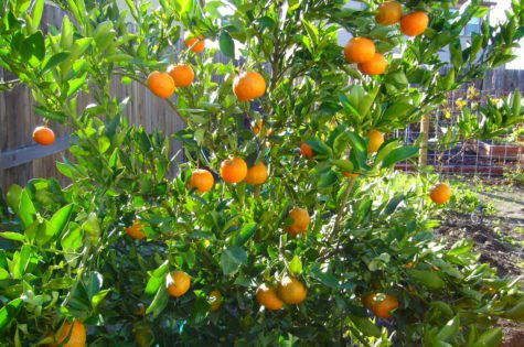 DANCY TANGERINE tree