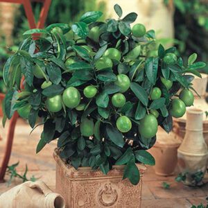 Dwarf Key Lime Tree