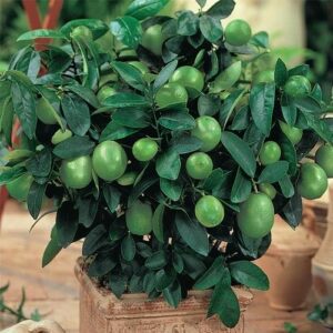 Persian (Bearss) Lime Tree