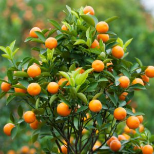 Brown Select Satsuma Tree
