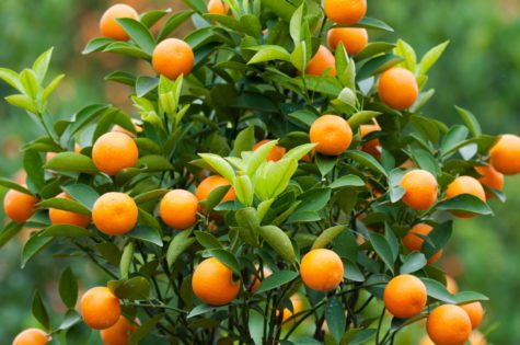 Dwarf Brown Select Satsuma Tree 03