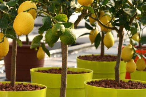 Dwarf Eureka Lemon Tree 03