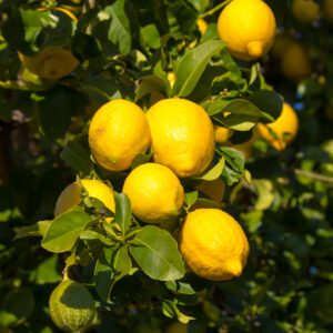 Eureka Lemon Tree