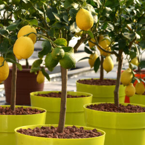 Dwarf Eureka Lemon Tree
