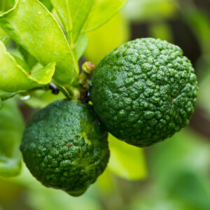 Kaffir Lime Tree