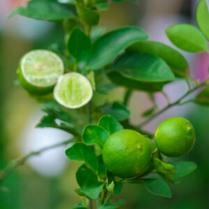 Key Lime Tree