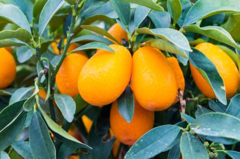 Meiwa Kumquat Tree 02