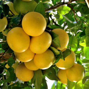 Rio Red Grapefruit Tree