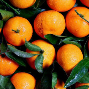 Hamlin (Louisiana) Sweet Orange Tree