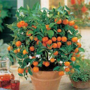 Sunburst Tangerine Tree