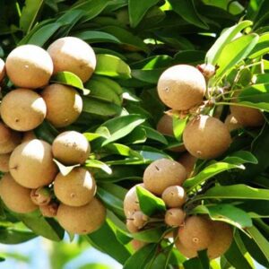 Alano Sapodilla Tree