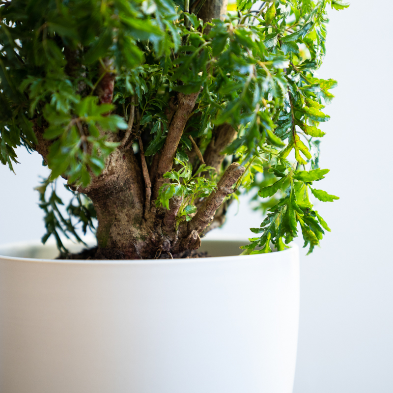 Aralia Stump Ming - Image 5