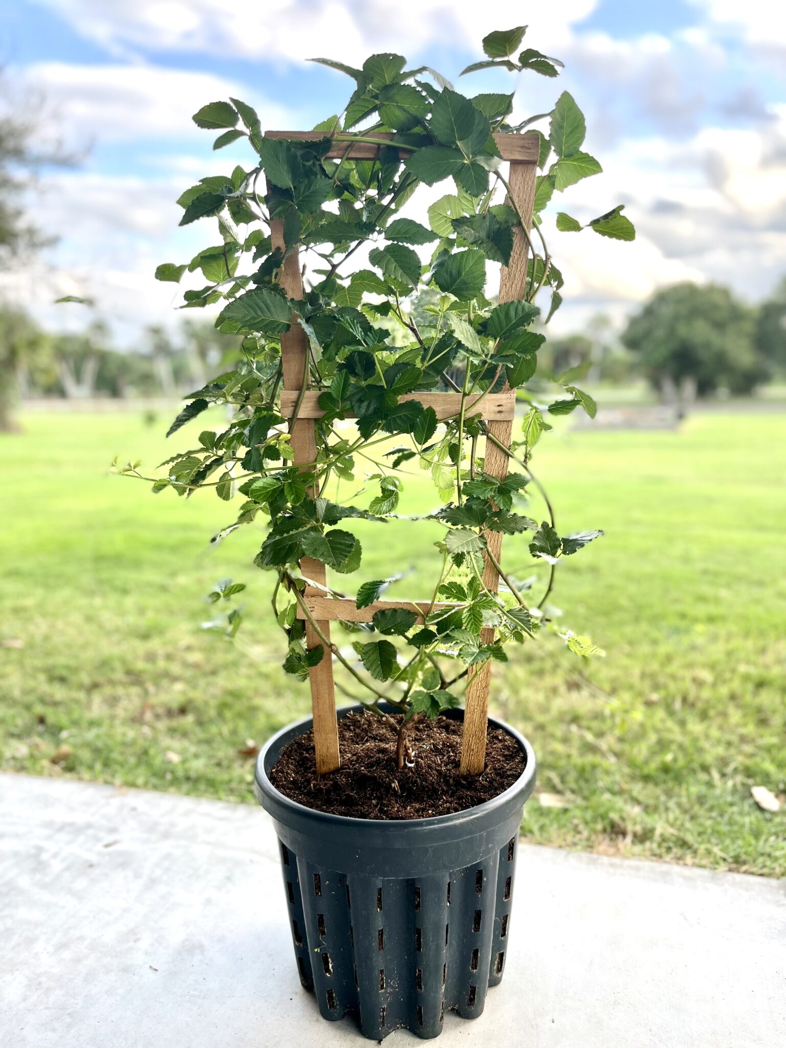 EverPotâ„¢ Air Pruning Pot - Image 4