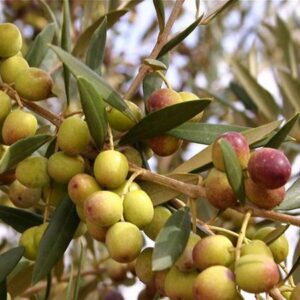 Arbequina Olive Tree