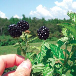 Ark Freedom Blackberry Plant