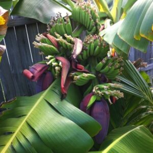 Double Mahoi Banana Plant