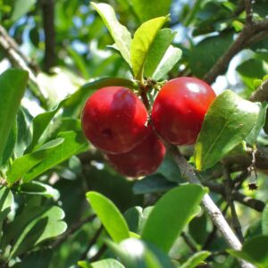 Barbados Cherry Tree