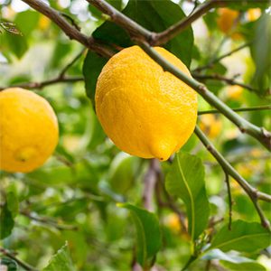 Bearss Lemon Tree - Image 3