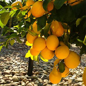 Bearss Lemon Tree - Image 4