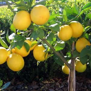 Bearss Lemon Tree