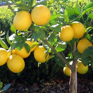 Bearss Lemon Tree
