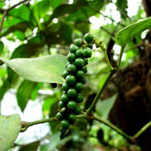Black Pepper Plant