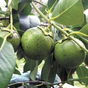Matt Snow Black Sapote Tree