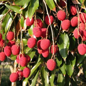 Brewster Lychee Tree