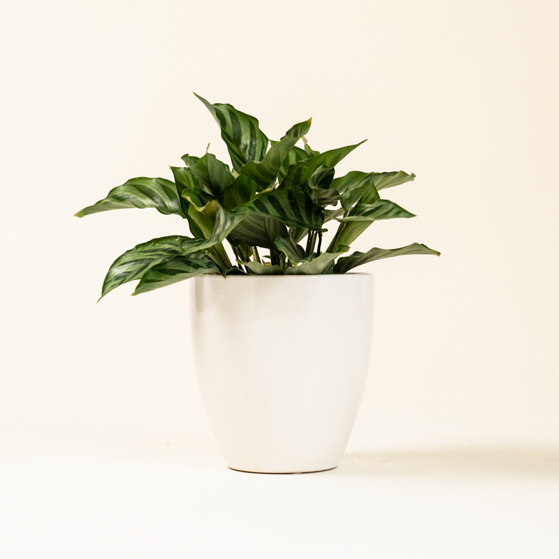 Calathea Green Concinna - Image 6