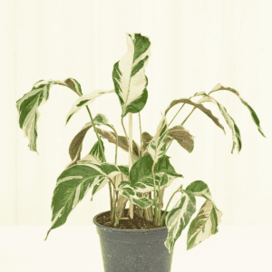 Calathea White Fusion