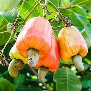 Cashew Tree