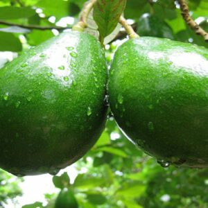 Choquette Avocado Tree