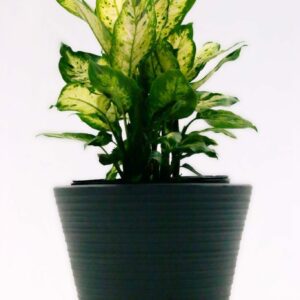 Dieffenbachia Camouflage