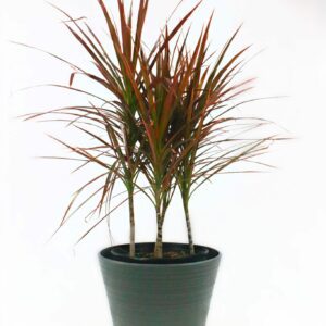 Dracaena - Marginata Red Princess