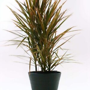 Dracaena - Marginata Magenta