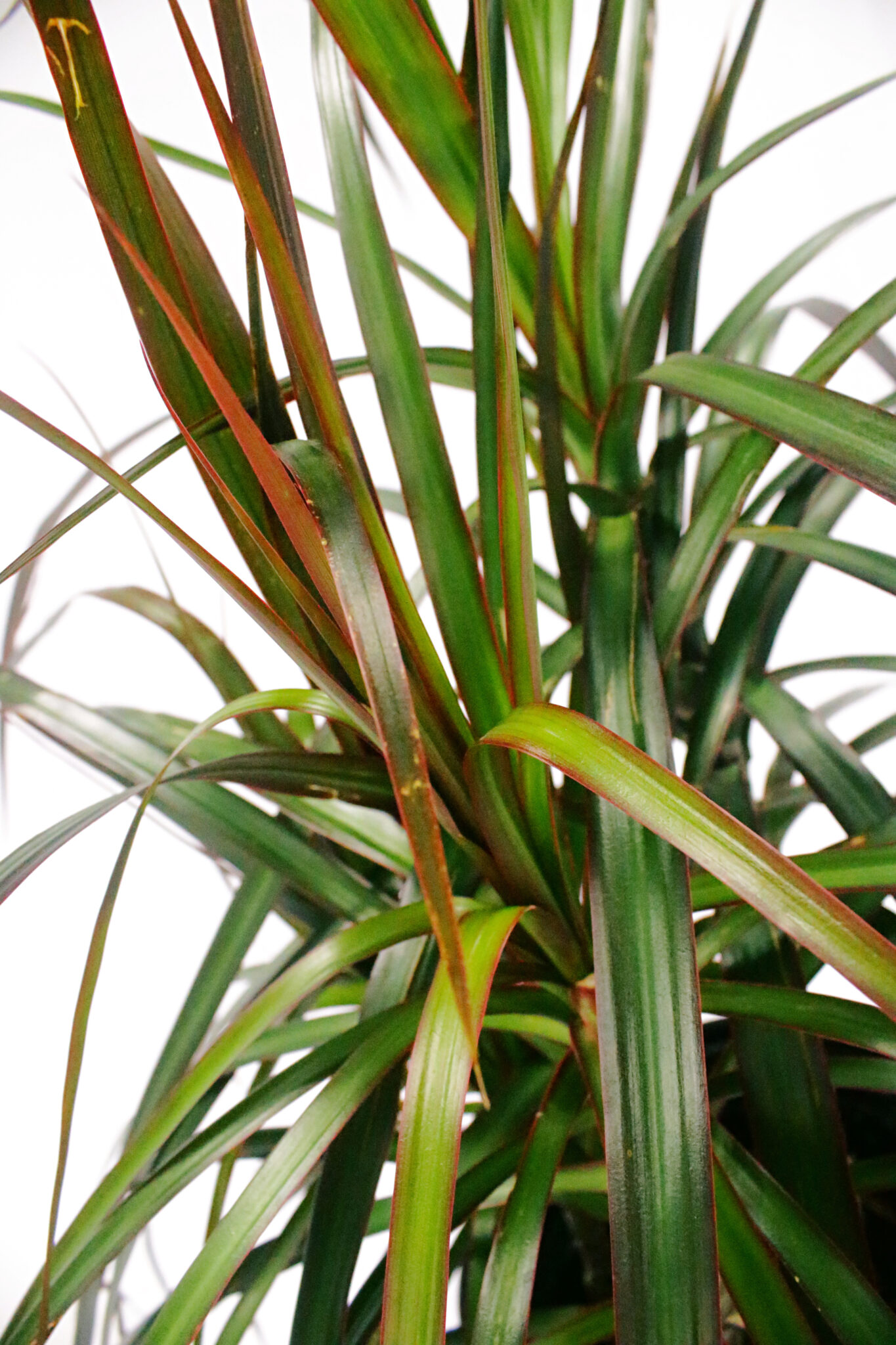 Dracaena - Marginata Magenta - Image 3