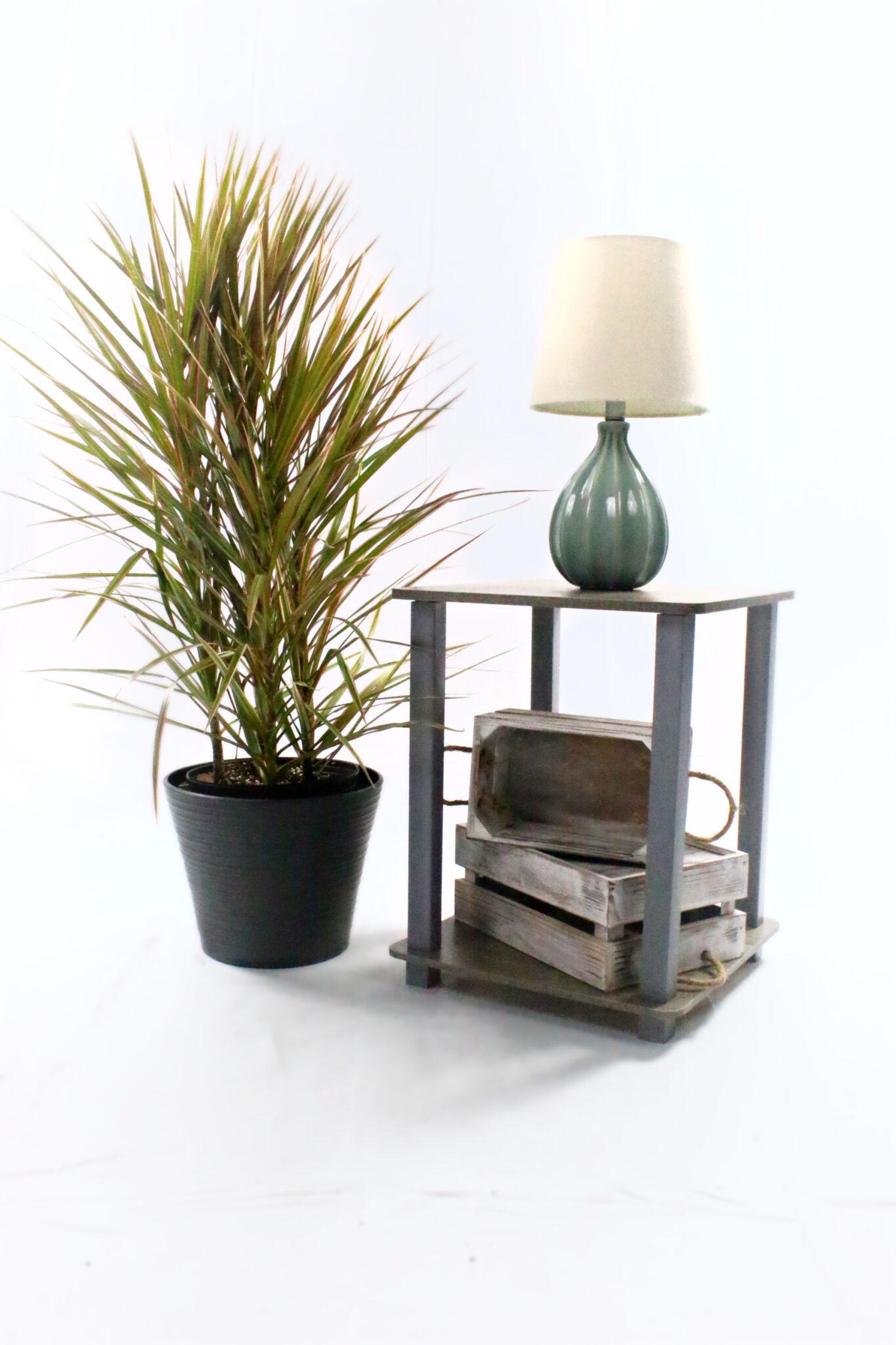 Dracaena - Marginata Magenta - Image 4