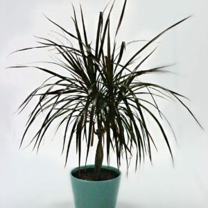 Dracaena Magenta Braid