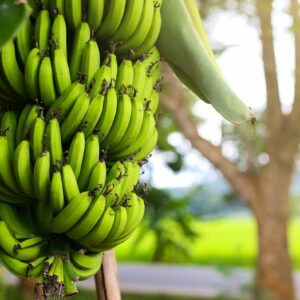 Dwarf Cavendish Banana Plant