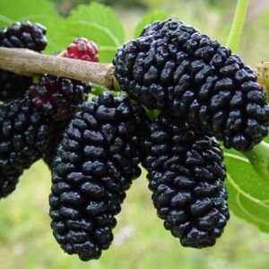 Dwarf Everbearing Mulberry Tree