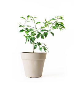 Improved Meyer Lemon Tree dup