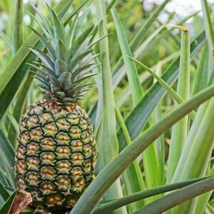 Elite Gold Pineapple Plant