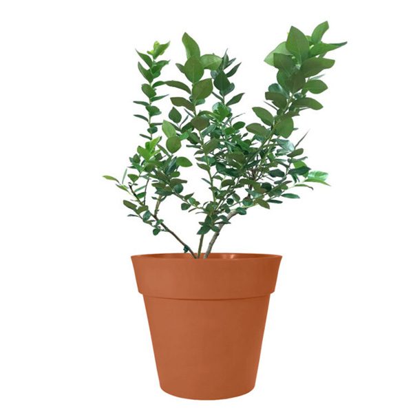 emerald blueberry plant