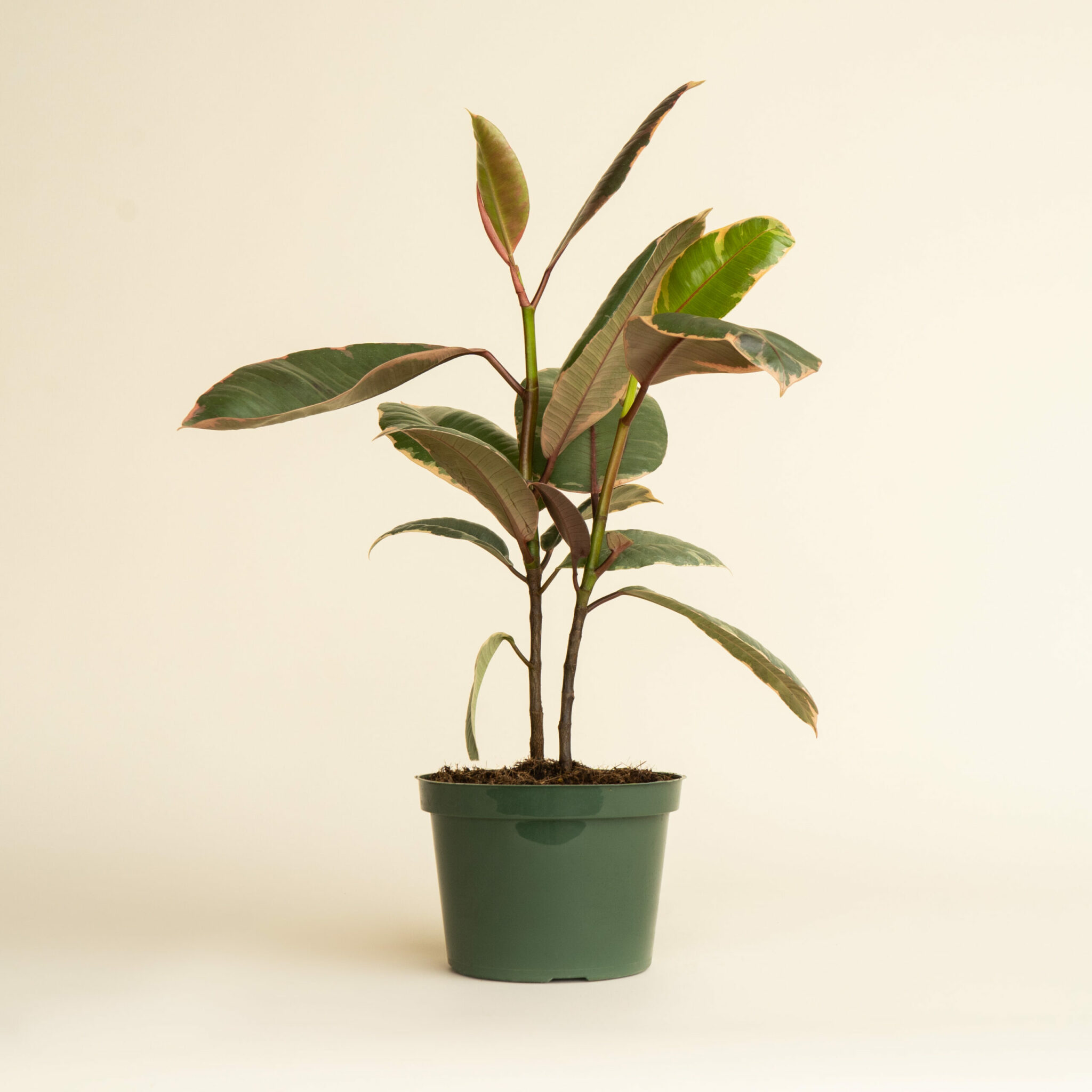 Ficus Ruby Rubber Tree - Image 3