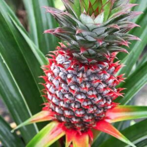 Florida Special Pineapple Plant