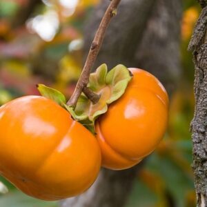 Fuyu Persimmon Tree