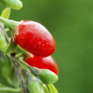 Goji Berry Plant