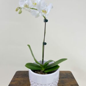 Phalaenopsis Orchid (White or Purple)