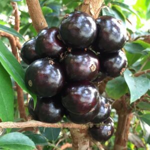 Restinga Jaboticaba Tree