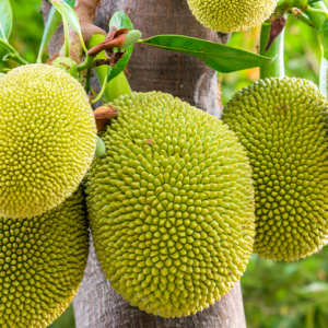 Jackfruit Tree